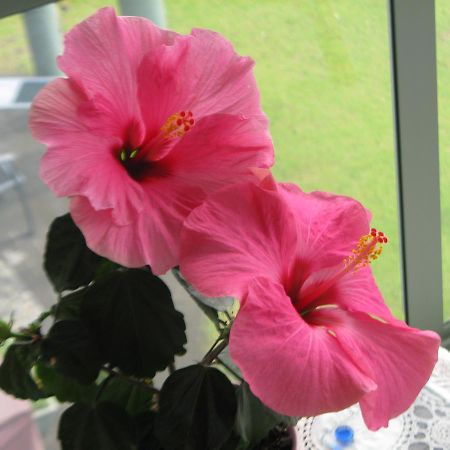 Hibiscus Bed & Breakfast Waihi Exterior photo