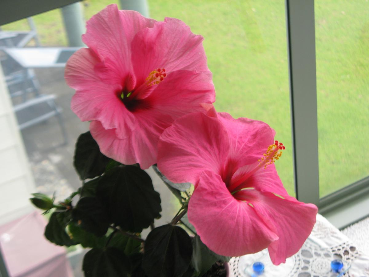 Hibiscus Bed & Breakfast Waihi Exterior photo